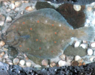 Plaice (Platichtys flesus)