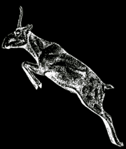 Saiga (Saiga tatarica) in jumping position