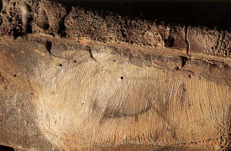 Bison