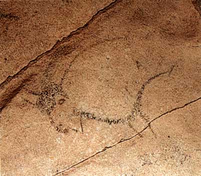 Painted  bison