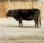 Aurochs (Bos primigenius)