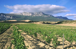 Vi&ntilde;edo Rioja Alavesa