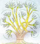 Indoeuropar hizkuntzen zuhaitz genealogikoa